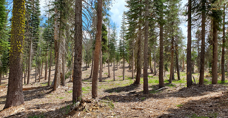 A photo shows the Tahoe National Forest.