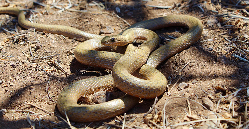 A Galapagos snake