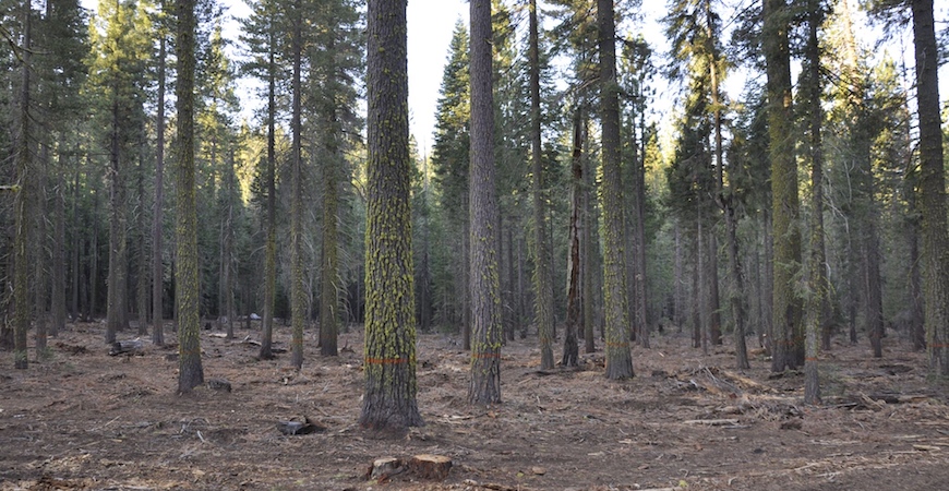 Sierra Nevada forest tree trunks in a mechanically-thinned forest.